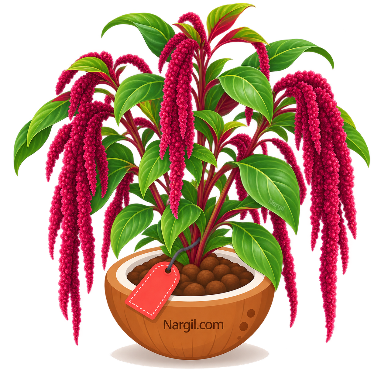 Nargil_Amaranthus Caudatus